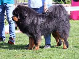 Tibetski mastif, &scaron;tenci