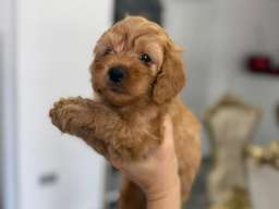 Goldendoodle prelepi štenci