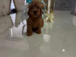 Goldendoodle prelepi &scaron;tenci