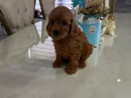 Goldendoodle prelepi &scaron;tenci