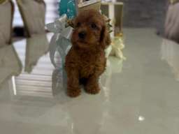 Goldendoodle prelepi &scaron;tenci