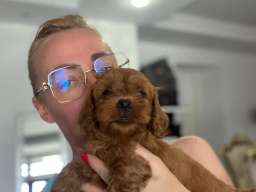 Goldendoodle prelepi &scaron;tenci