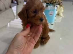 Goldendoodle prelepi &scaron;tenci