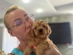Goldendoodle prelepi &scaron;tenci