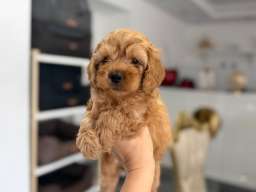 Goldendoodle prelepi &scaron;tenci