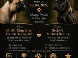 Francuski buldog, &scaron;tenci