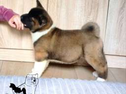 Američka akita, štenad