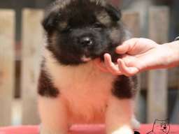Američka akita, &scaron;tenad