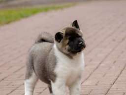 Američka akita, &scaron;tenad