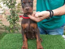 Doberman 