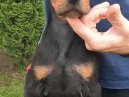 Doberman 