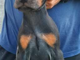 Doberman 