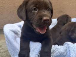 Cokoladni labrador