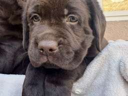 Cokoladni labrador