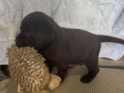 Cokoladni labrador