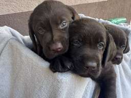 Cokoladni labrador