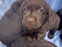 Cokoladni labrador