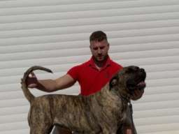 Presa Canario ženka