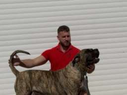 Presa Canario ženka
