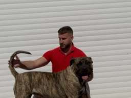 Presa Canario ženka