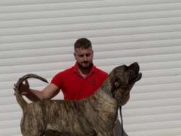 Presa Canario ženka