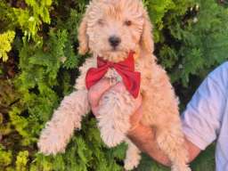 Labradoodle F1b preslatki štenci