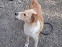 Na poklon labradori!