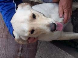 Na poklon labradori!