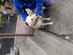 Na poklon labradori!