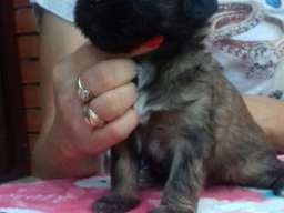 TIBETSKI TERIJER stenci odlicnog inostra