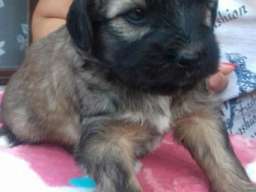 TIBETSKI TERIJER stenci odlicnog inostra