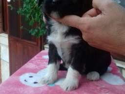 TIBETSKI TERIJER stenci odlicnog inostra