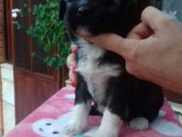 TIBETSKI TERIJER stenci odlicnog inostra