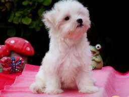 Maltezer musko stene na prodaju