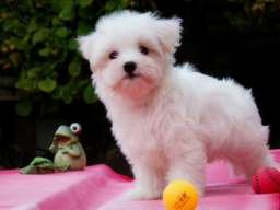 Maltezer musko stene na prodaju