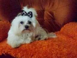 Maltezer musko stene na prodaju