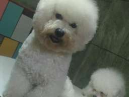 Kovrdžavi bi&scaron;on - parenje 