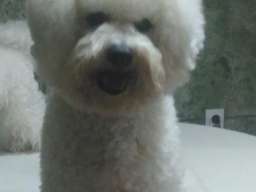 Kovrdžavi bi&scaron;on - parenje 