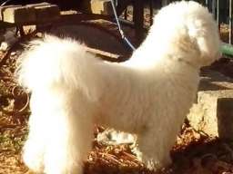 Kovrdžavi bi&scaron;on - parenje 