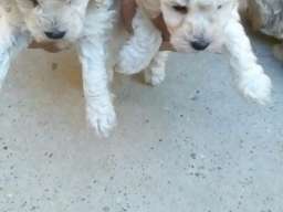 Patuljaste pudle &scaron;tenci