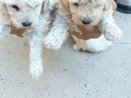 Patuljaste pudle &scaron;tenci