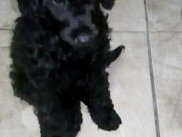 Patuljaste pudle &scaron;tenci