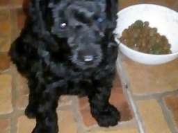 Patuljaste pudle &scaron;tenci