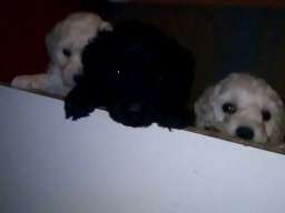 Patuljaste pudle &scaron;tenci