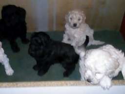 Patuljaste pudle &scaron;tenci