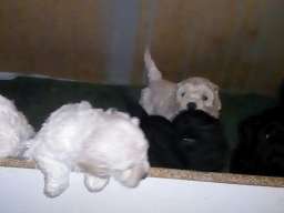 Patuljaste pudle &scaron;tenci