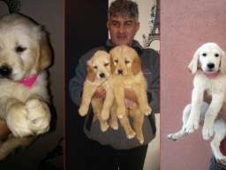 Najlepsi stenci zlatnog retrivera