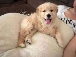 Najlepsi stenci zlatnog retrivera