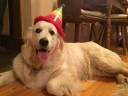 Najlepsi stenci zlatnog retrivera