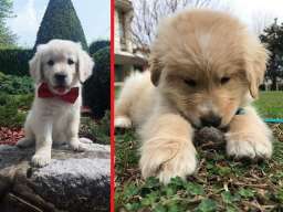 Najlepsi stenci zlatnog retrivera